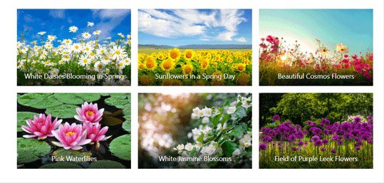 Image Library